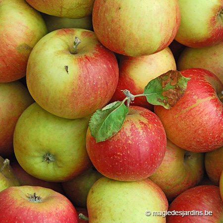 Tijd om uw appelen en peren te plukken